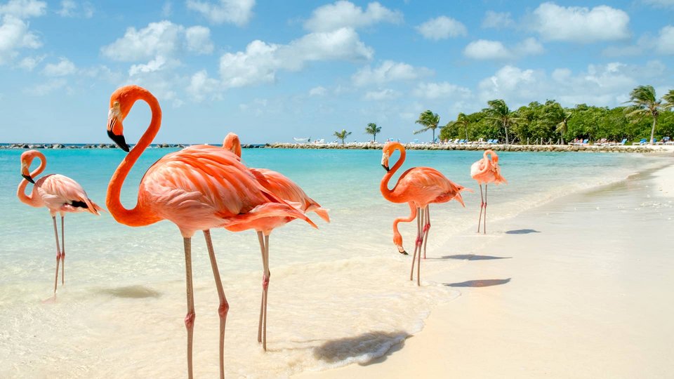 AIDA Flamingos