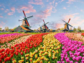 Zur Tulpenblüte nach Holland