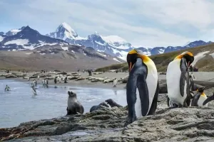 St.AndrewsBay-SouthGeorgia_1000x667